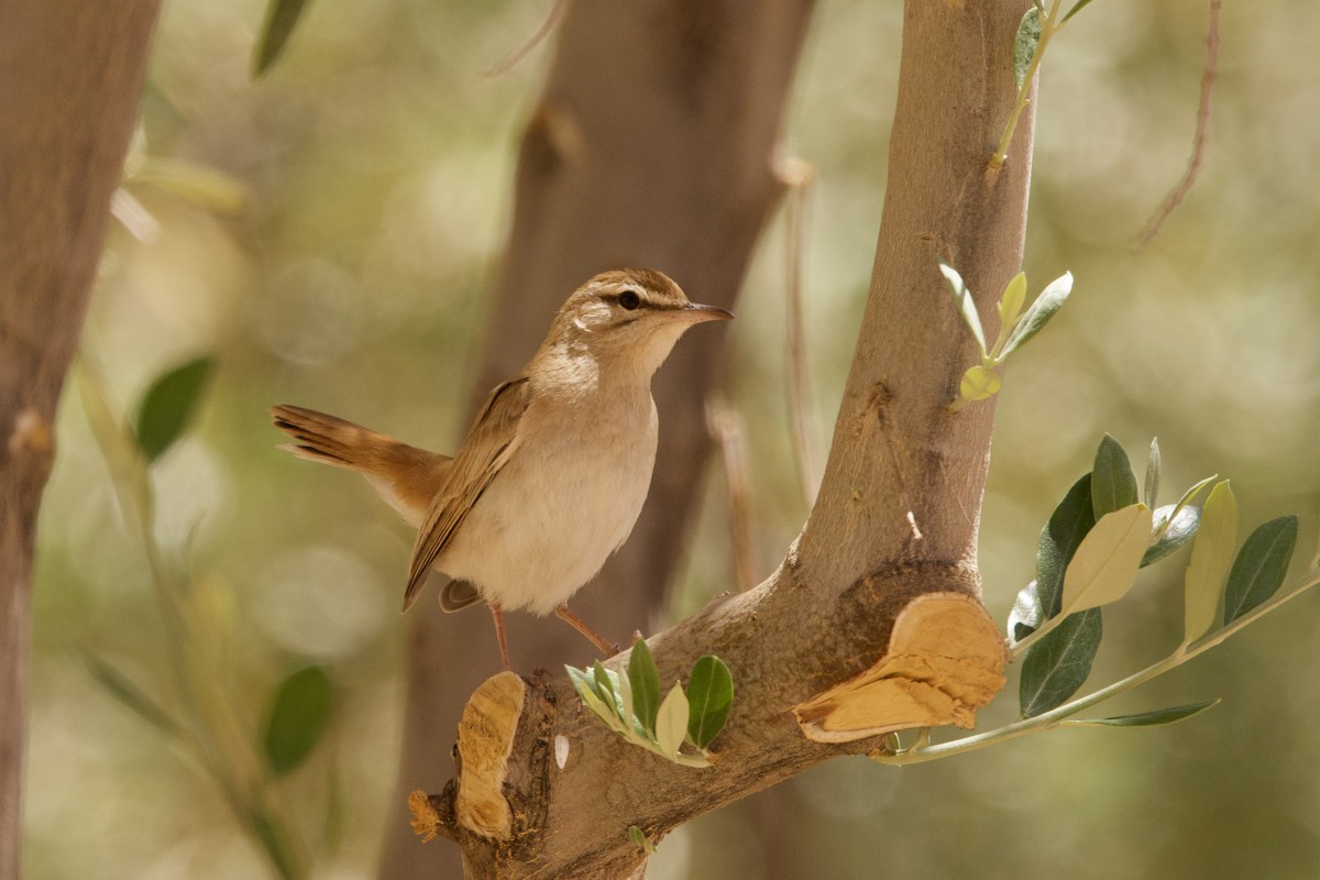 Rufous-tailed Scrub-Robin - John Bruin