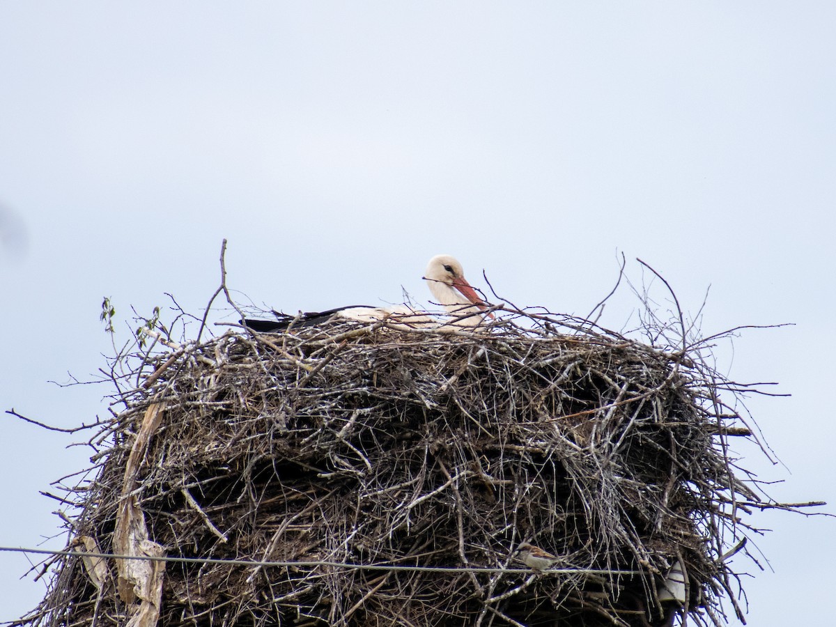 White Stork - Olga Kozlova