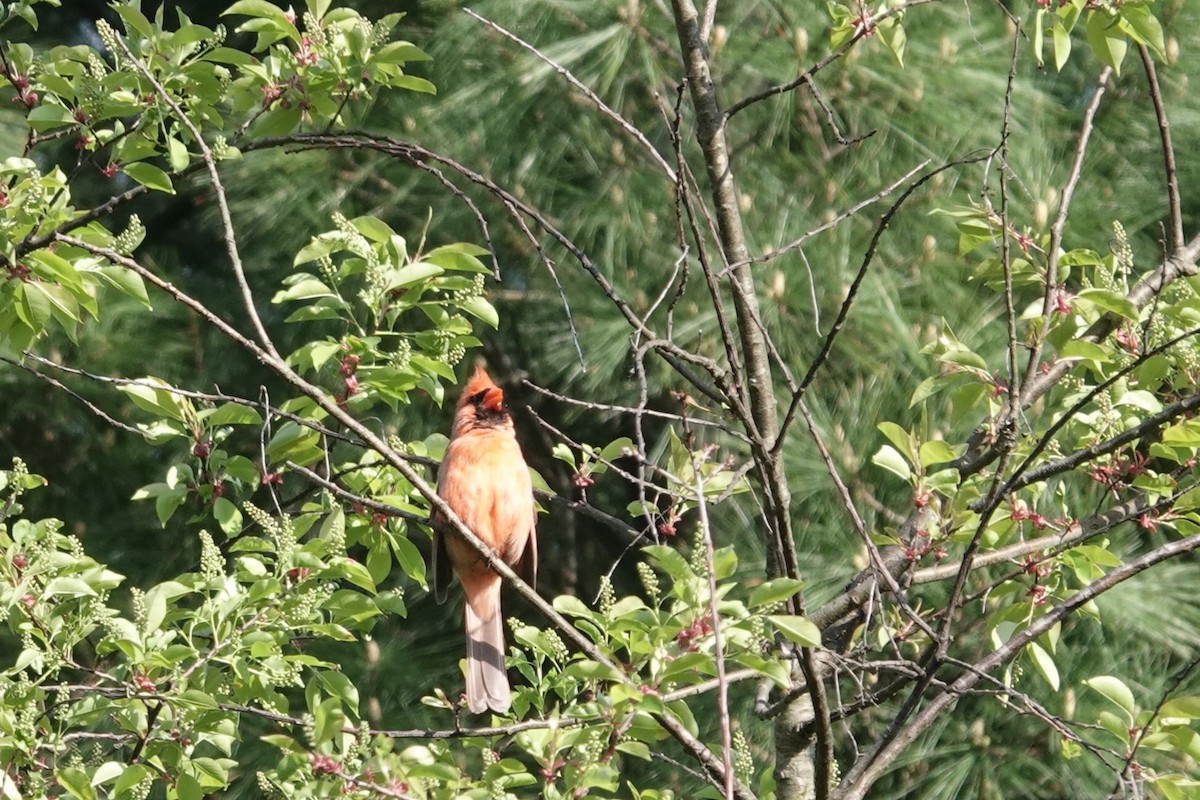 Northern Cardinal - Barbara Stollsteimer