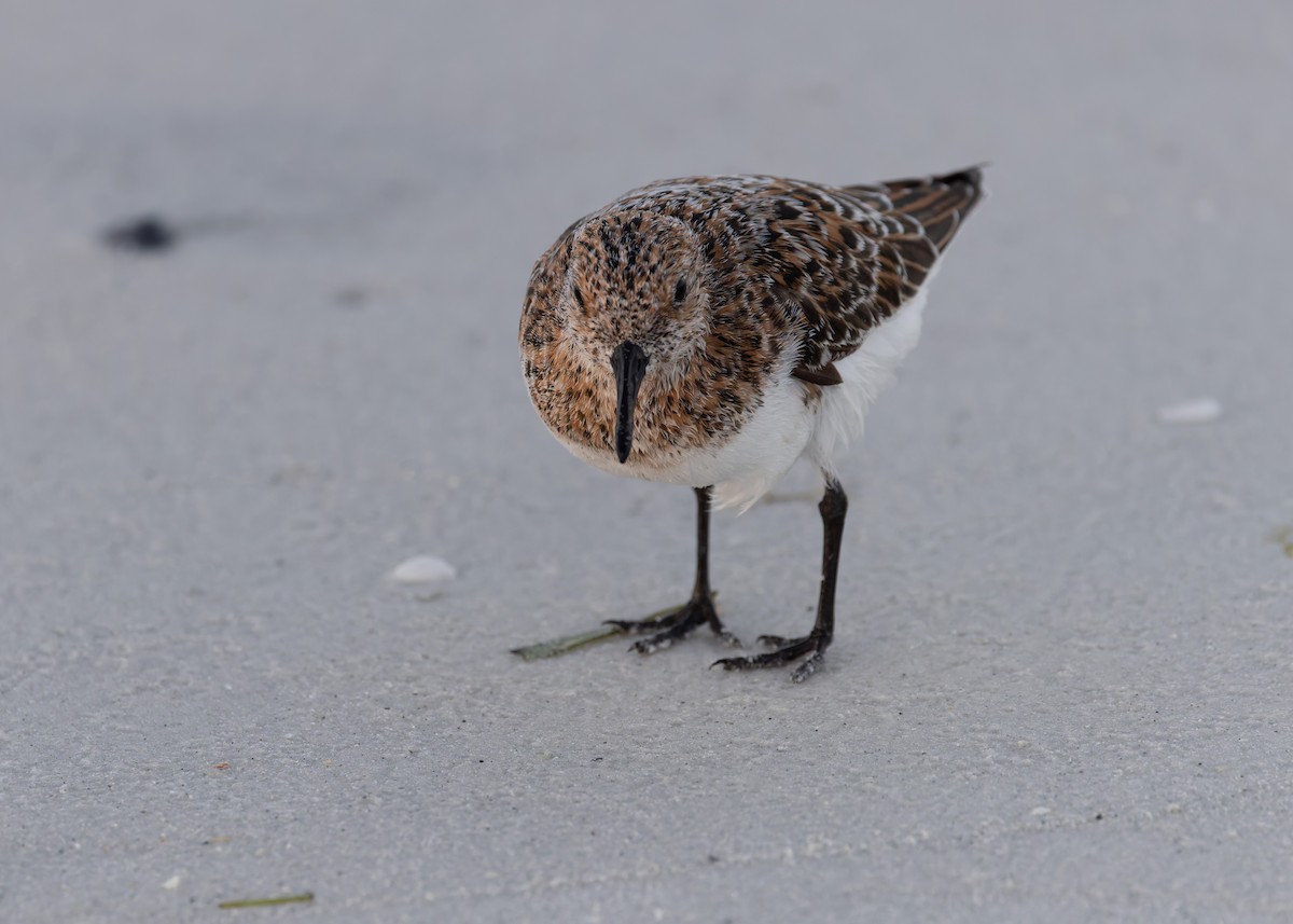 Sanderling - Verlee Sanburg