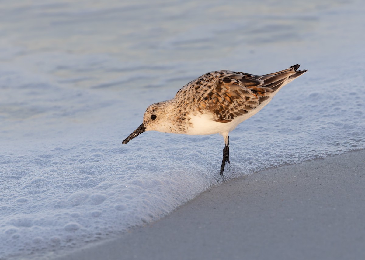 Sanderling - Verlee Sanburg