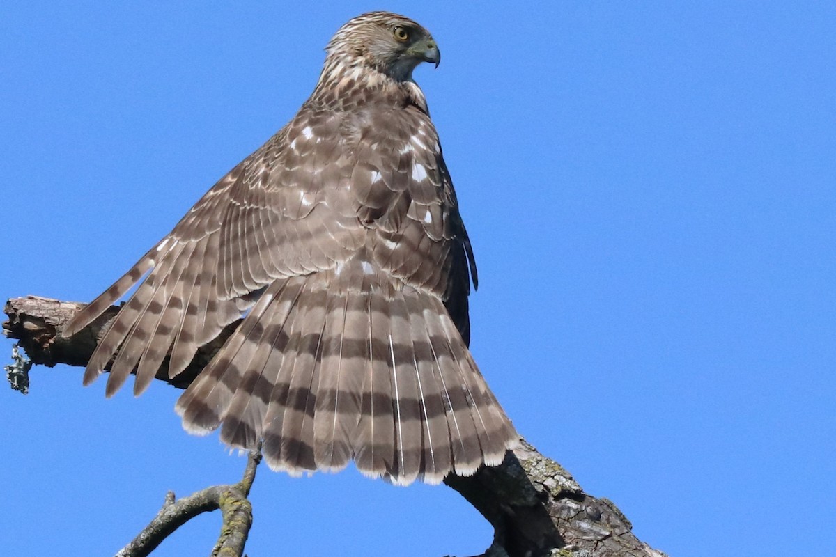 Cooper's Hawk - Karen Bonsell