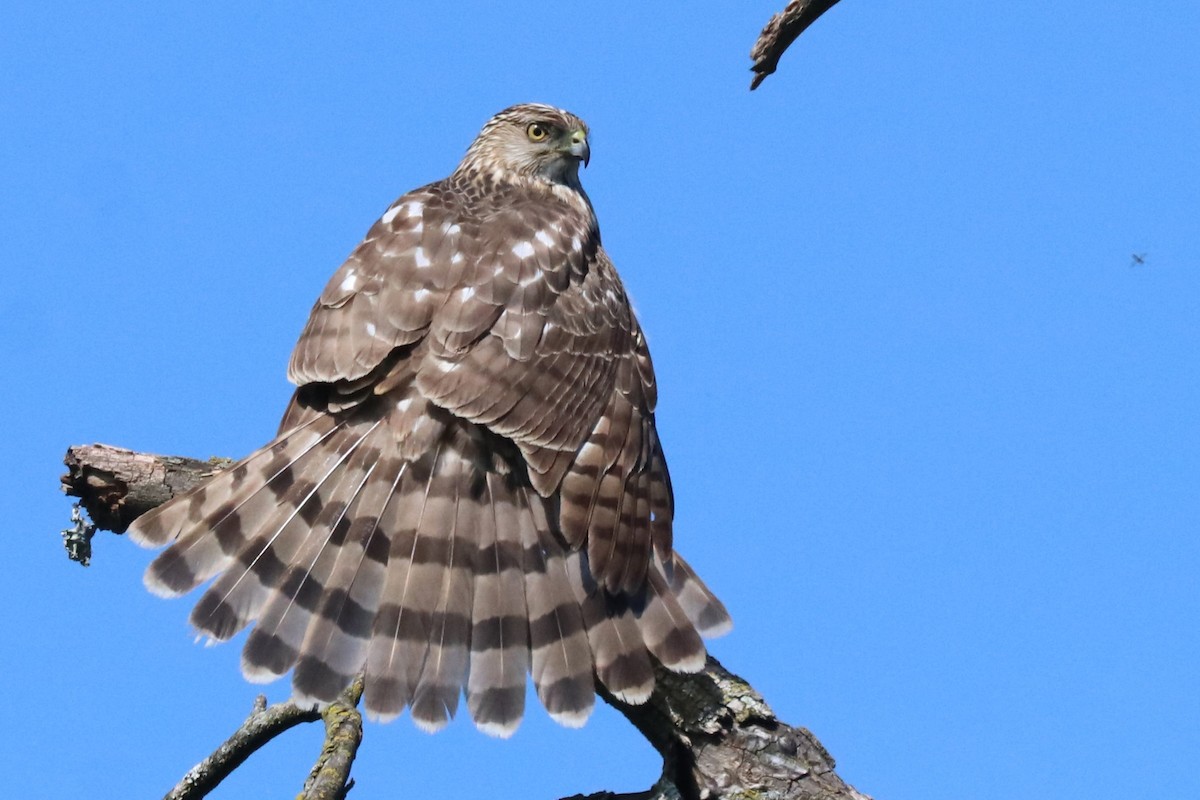 Cooper's Hawk - Karen Bonsell