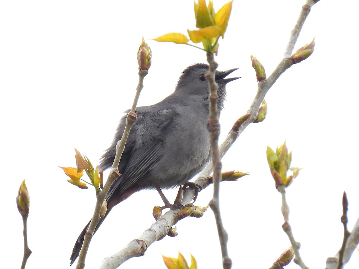 Gray Catbird - Bill Nolting