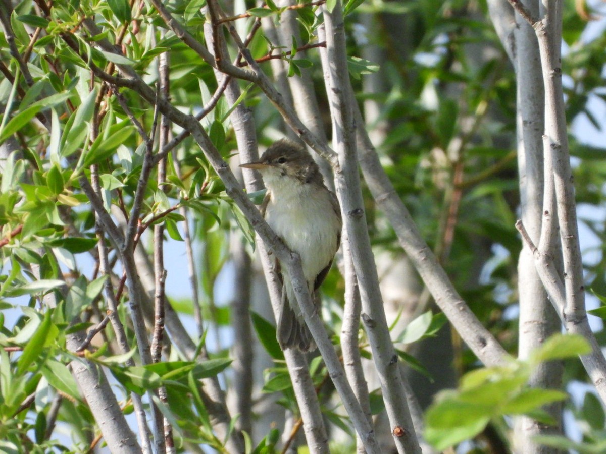 Eastern Olivaceous Warbler - Kenan Erayman