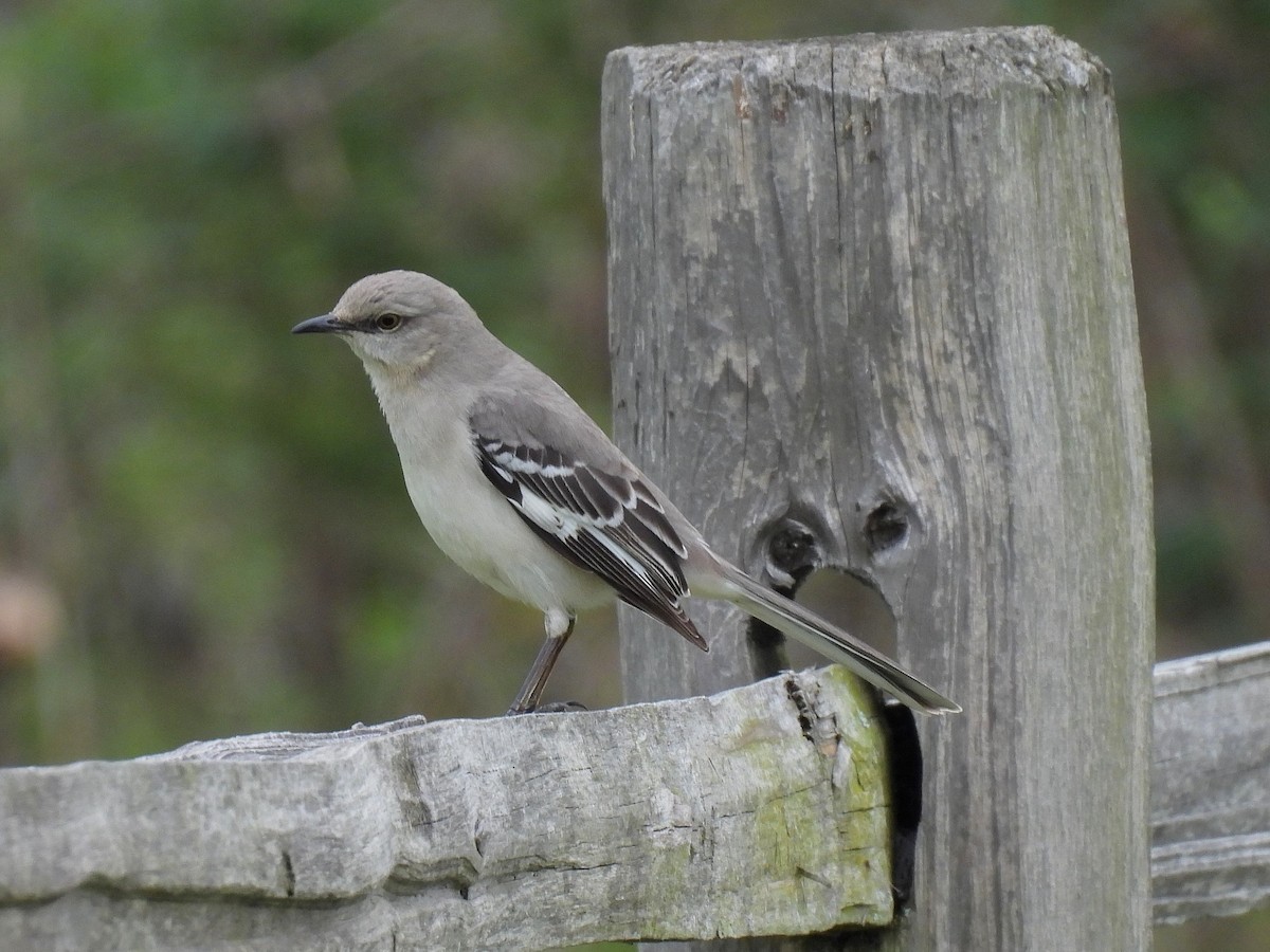 Northern Mockingbird - Bill Nolting