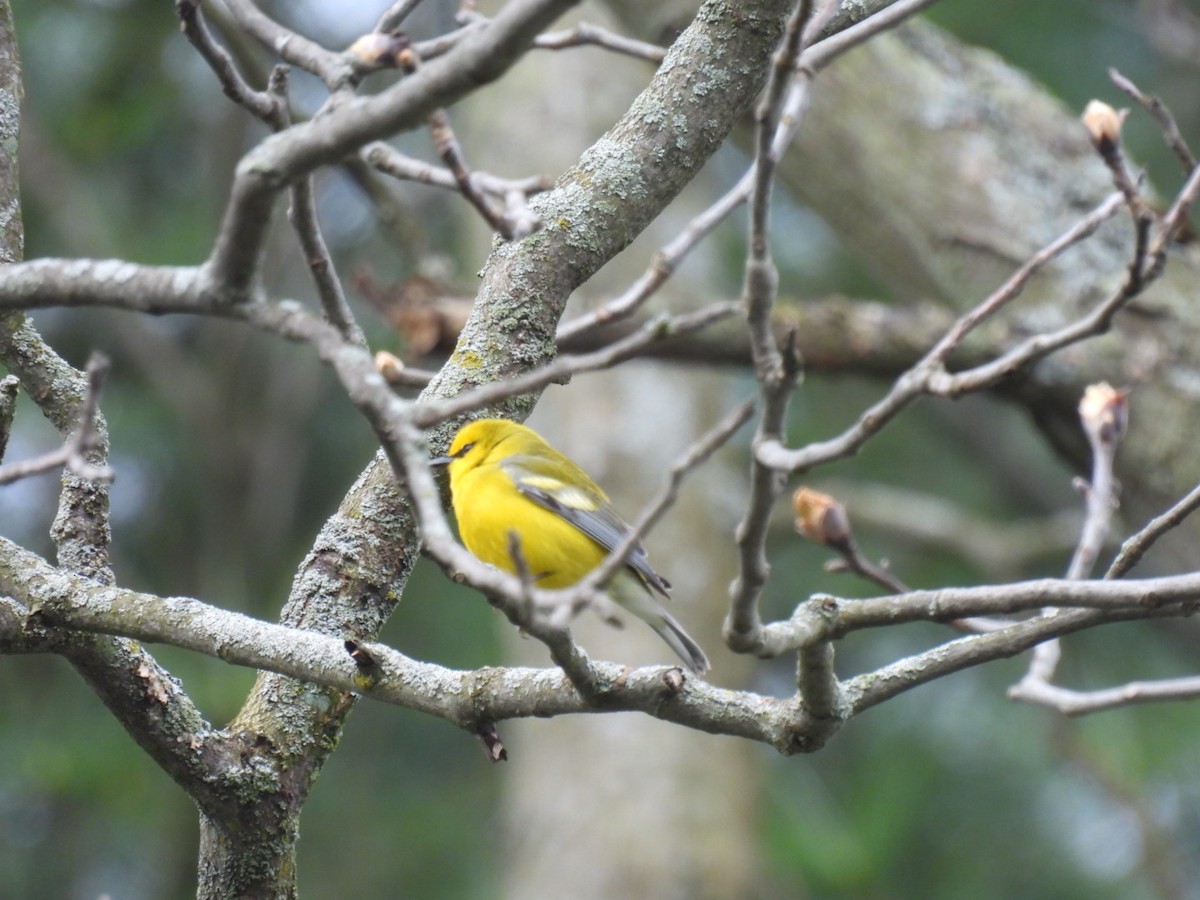 Blue-winged Warbler - Vikki Jones