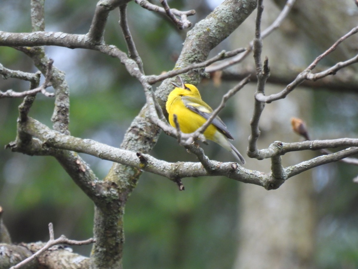 Blue-winged Warbler - Vikki Jones