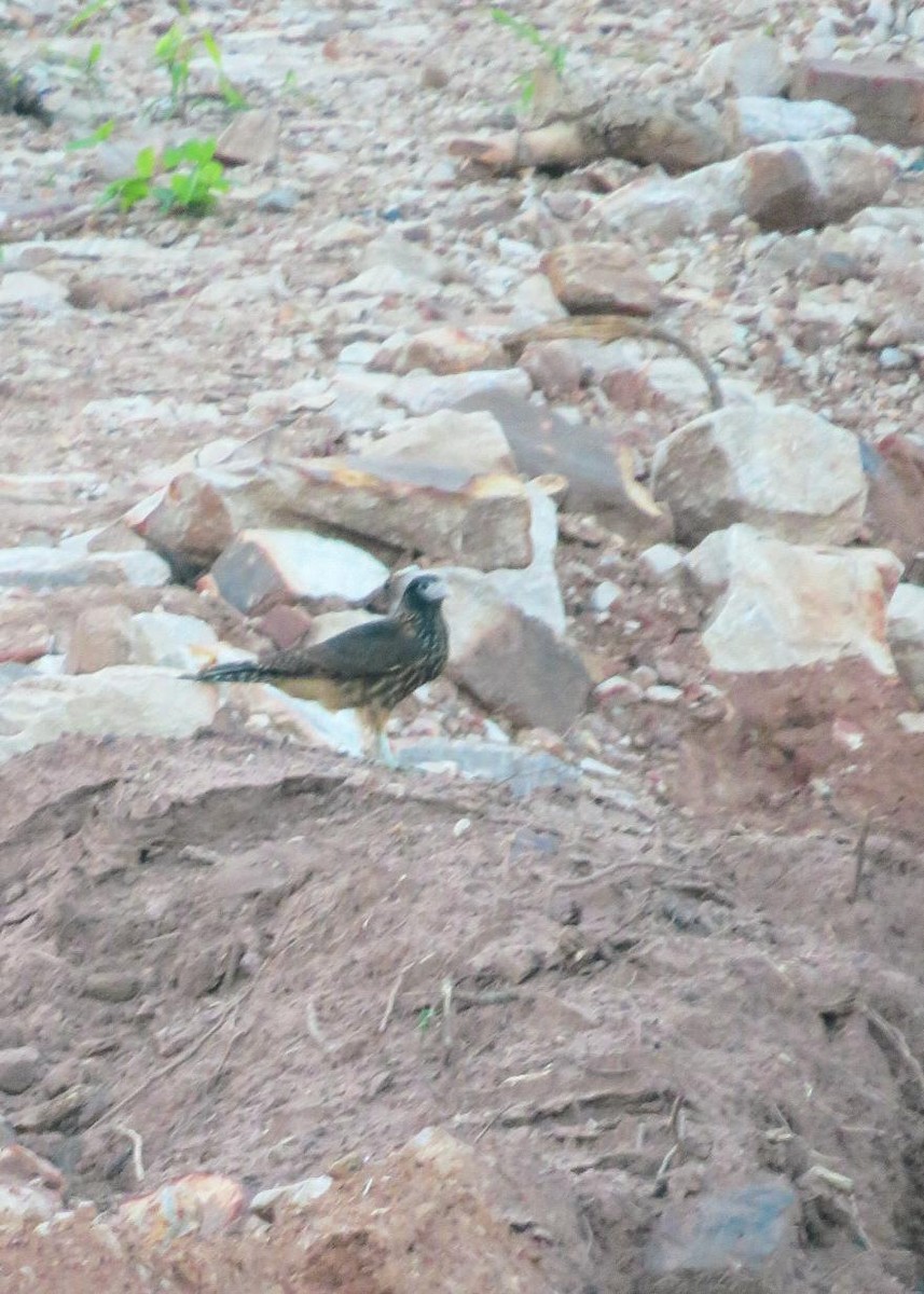 Yellow-headed Caracara - Fiorella Pirovano