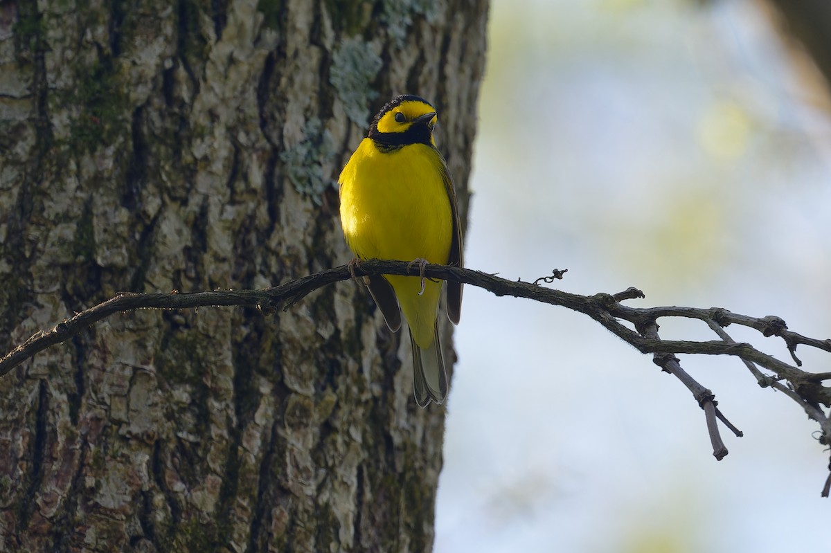 Hooded Warbler - Jan  Kool