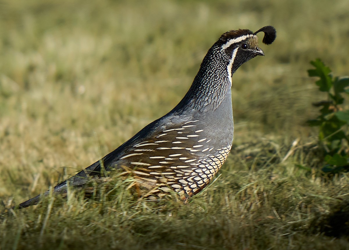 California Quail - ML618275017