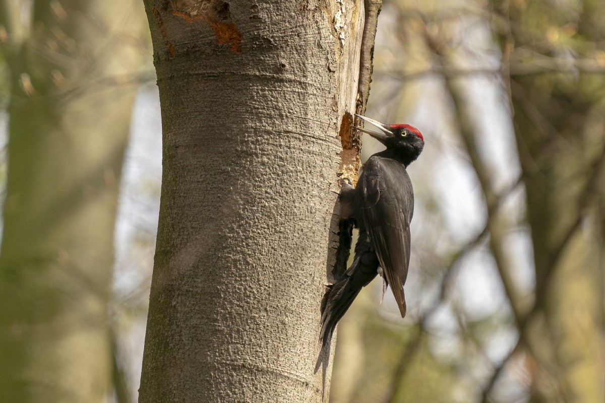 Black Woodpecker - Slawomir Dabrowski