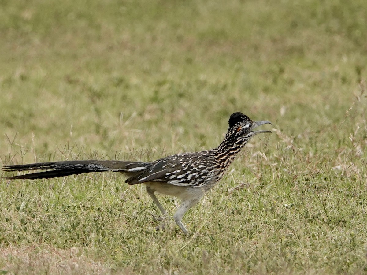 Greater Roadrunner - ML618275062