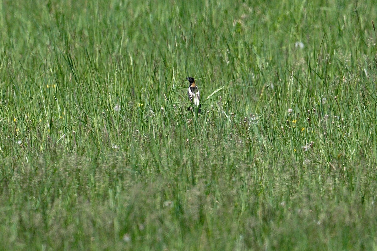 Bobolink - Jan  Kool