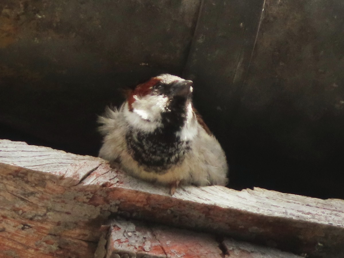 House Sparrow - Kseniia Marianna Prondzynska