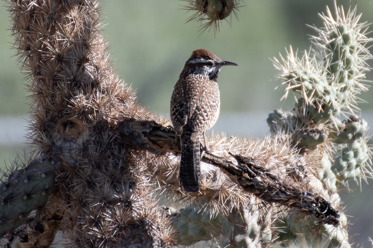 Cactus Wren - Rie & Matt