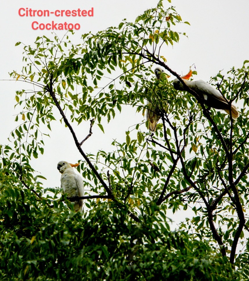 Citron-crested Cockatoo - ML618275132