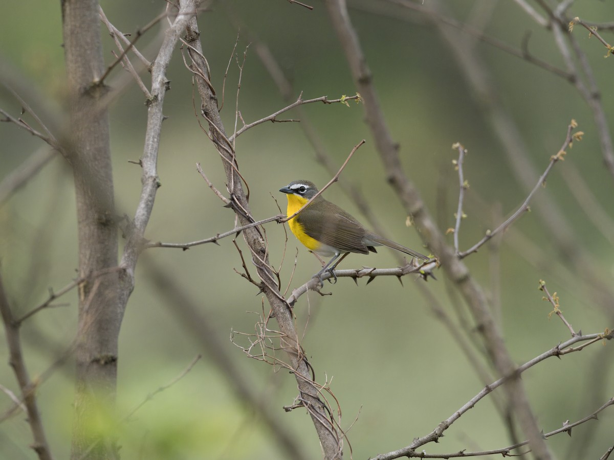 Yellow-breasted Chat - ML618275141