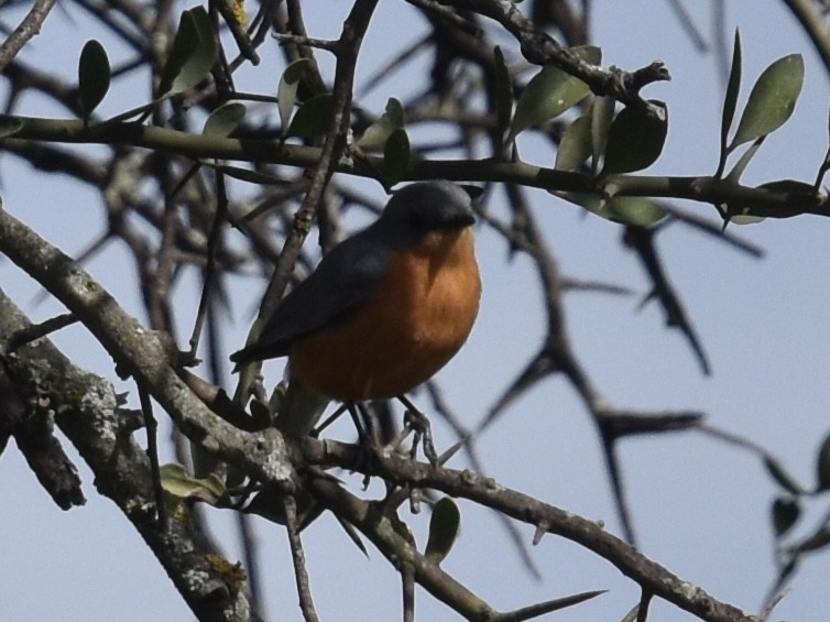 Hildebrandt's Starling - ML618275149