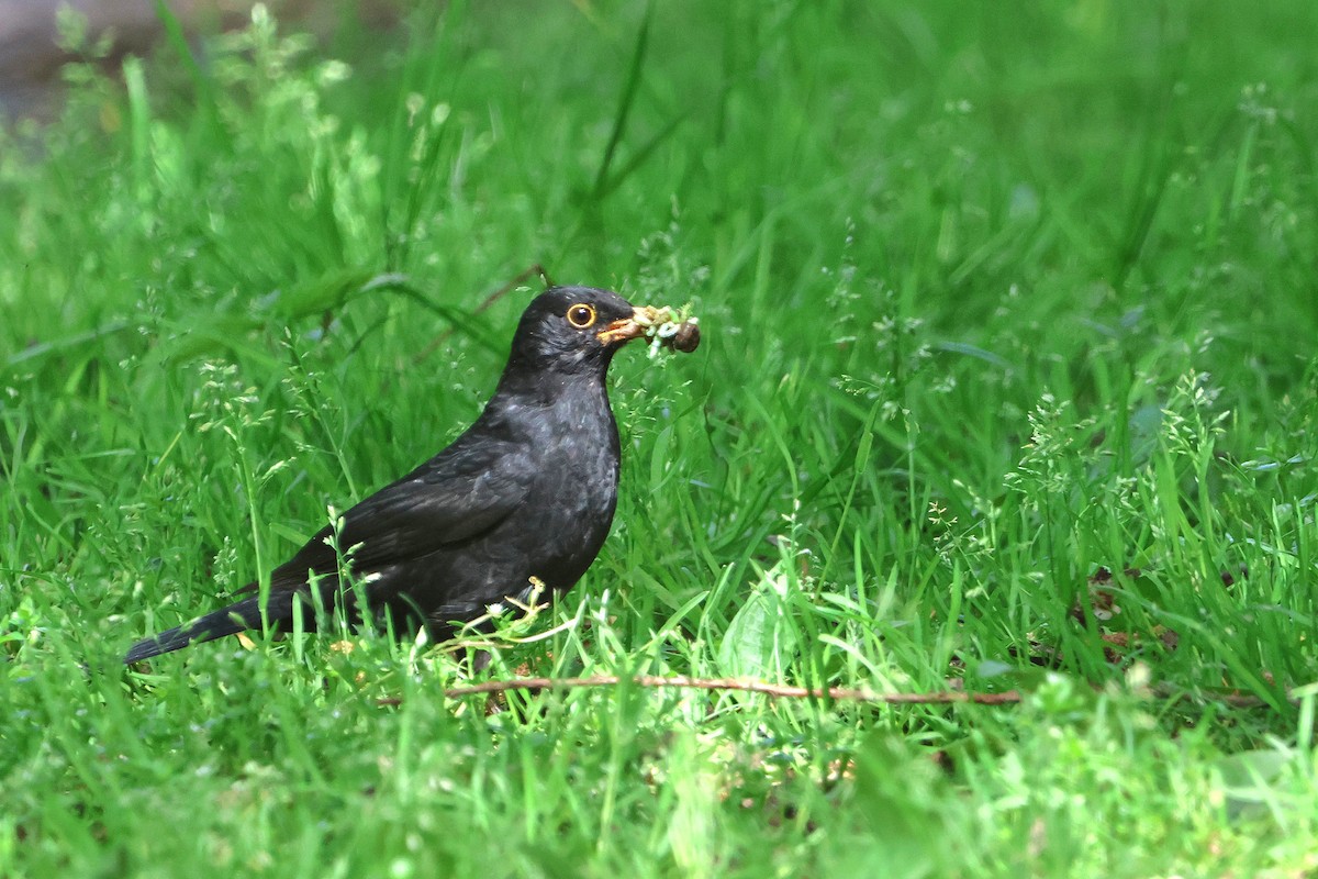 Eurasian Blackbird - Kai Wess