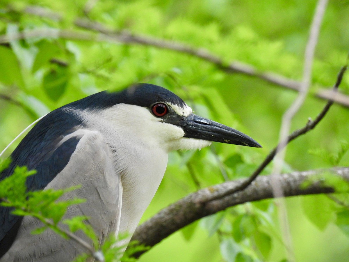 Black-crowned Night Heron - Luke Schneider