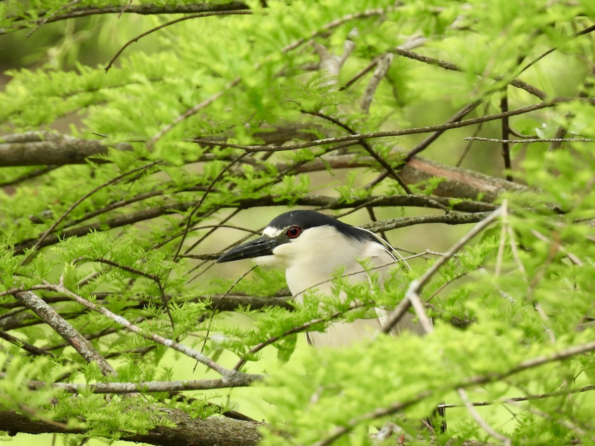 Black-crowned Night Heron - Luke Schneider