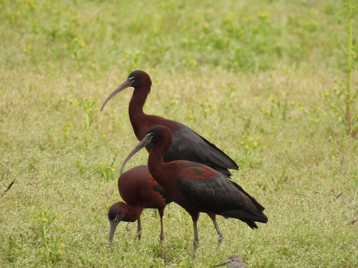 ibis hnědý - ML618275206
