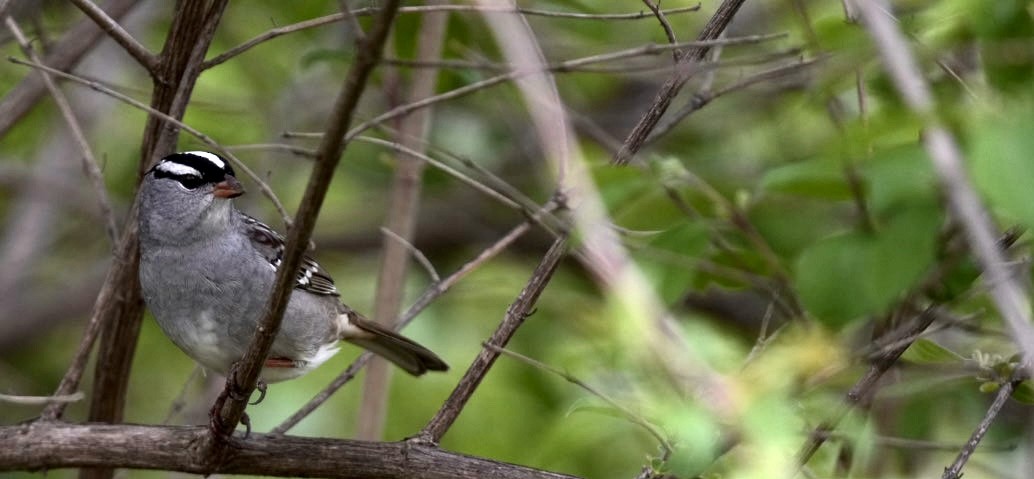 White-crowned Sparrow - Felix Perdue