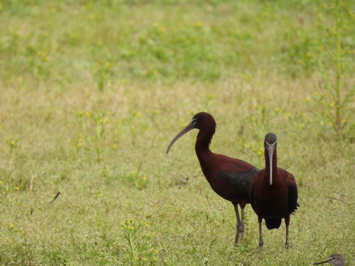 ibis hnědý - ML618275214