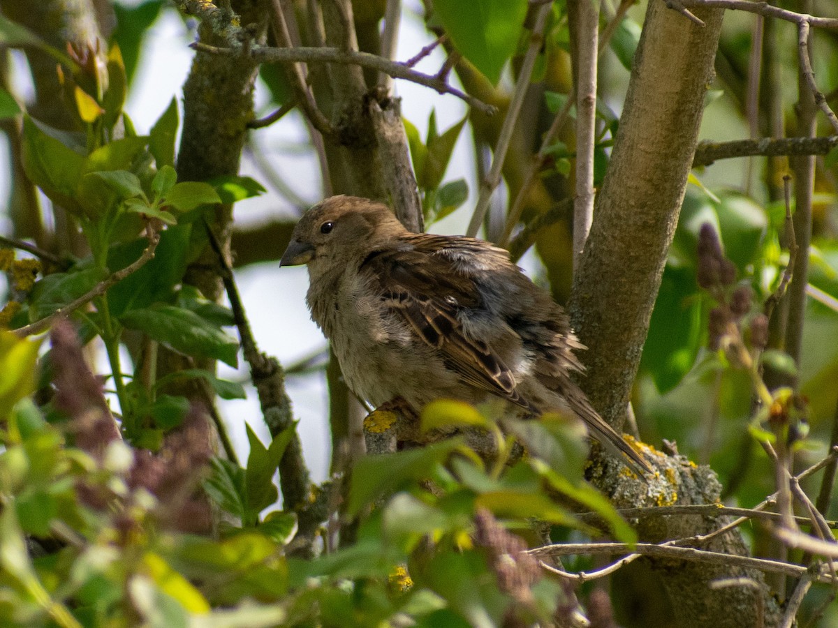 House Sparrow - Olga Kozlova