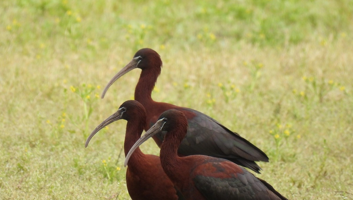 ibis hnědý - ML618275225