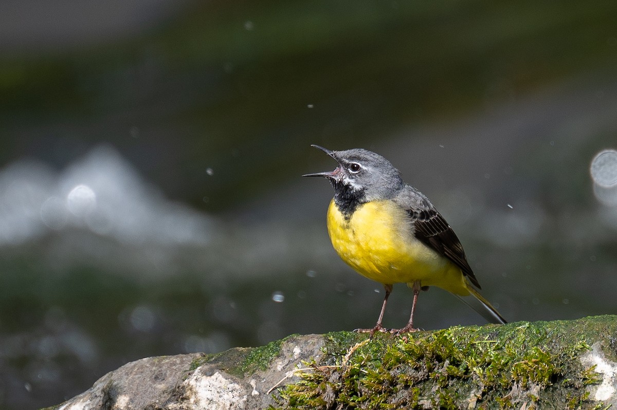 Gray Wagtail - Matthew Vanderheyden