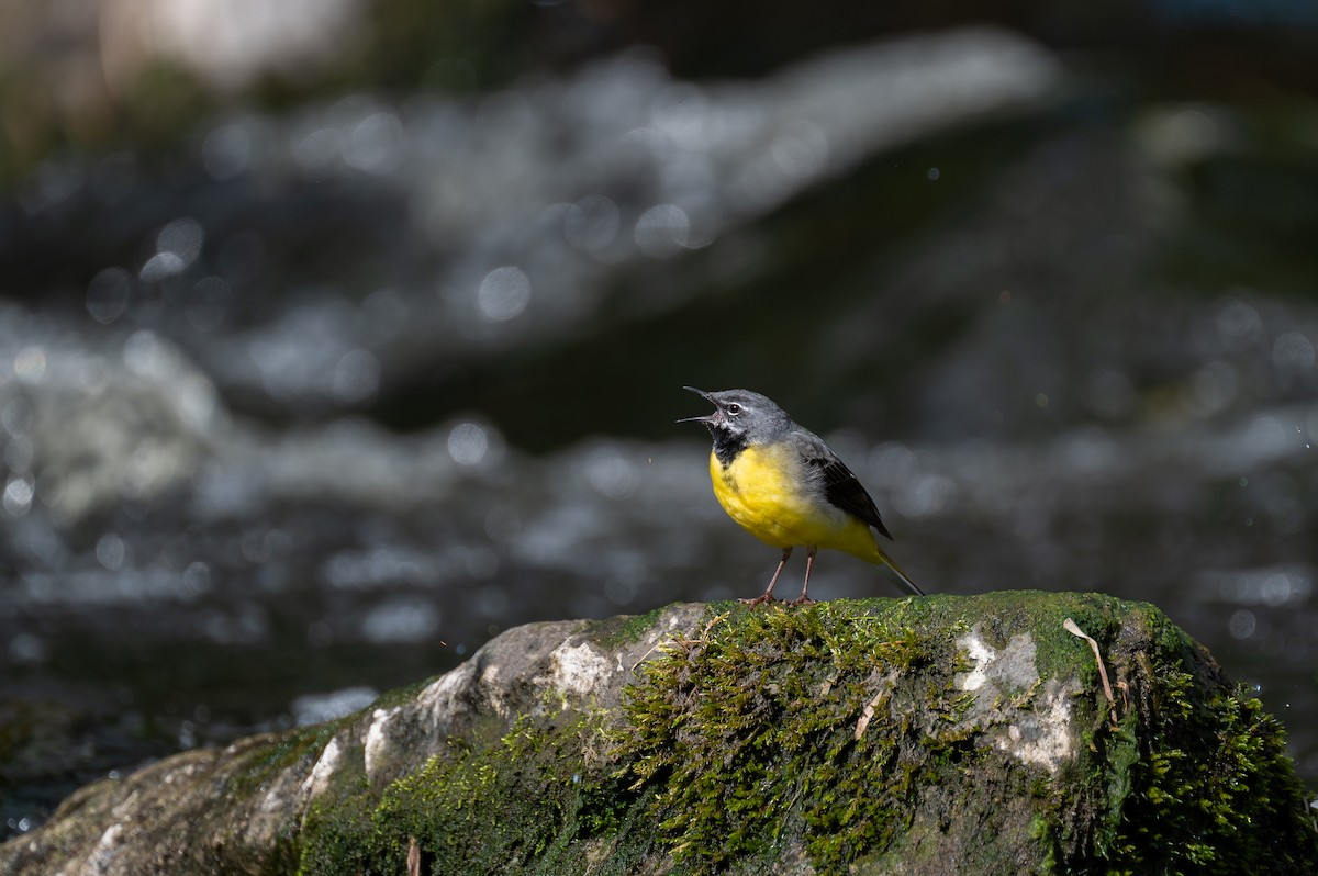 Gray Wagtail - Matthew Vanderheyden