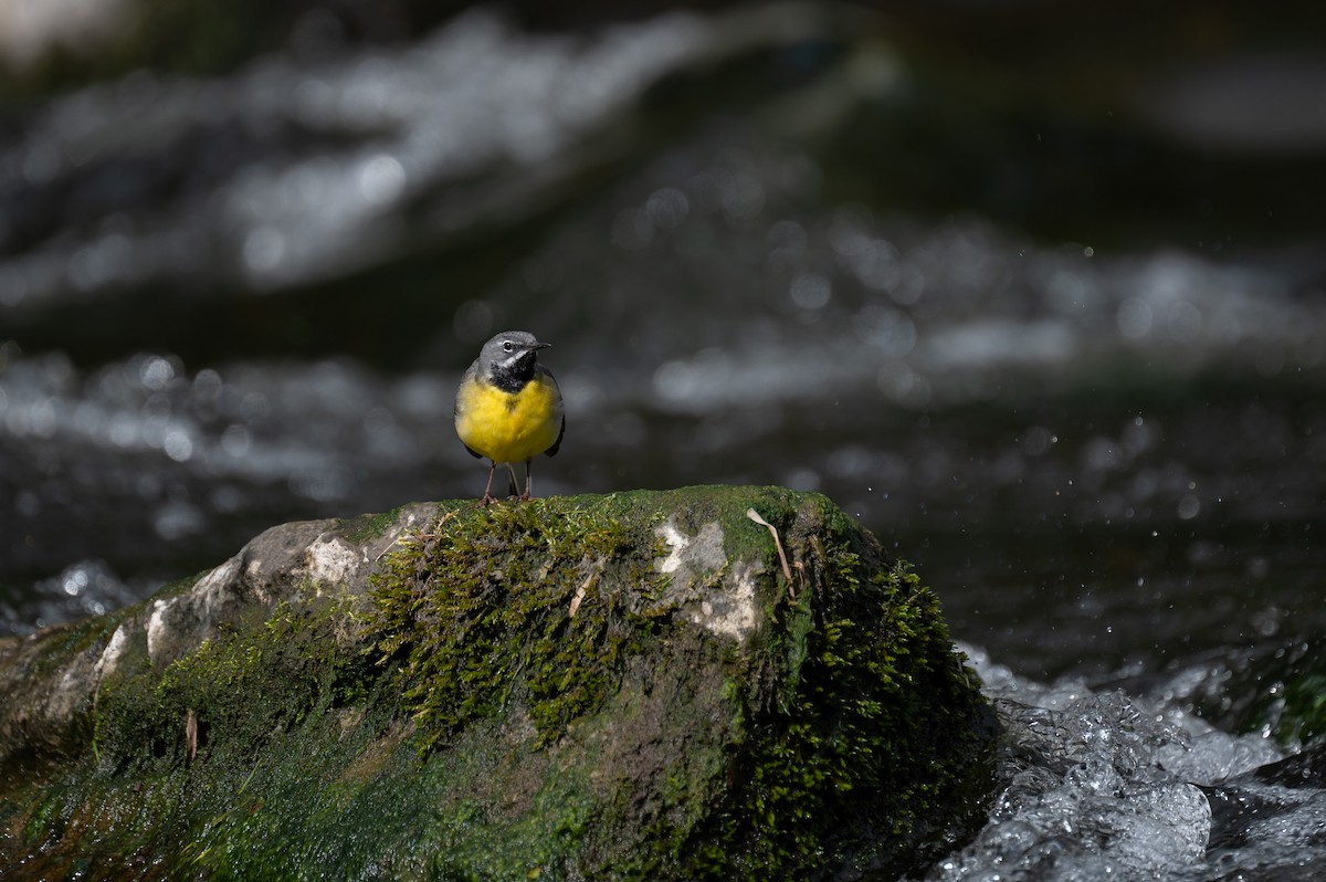 Gray Wagtail - ML618275236