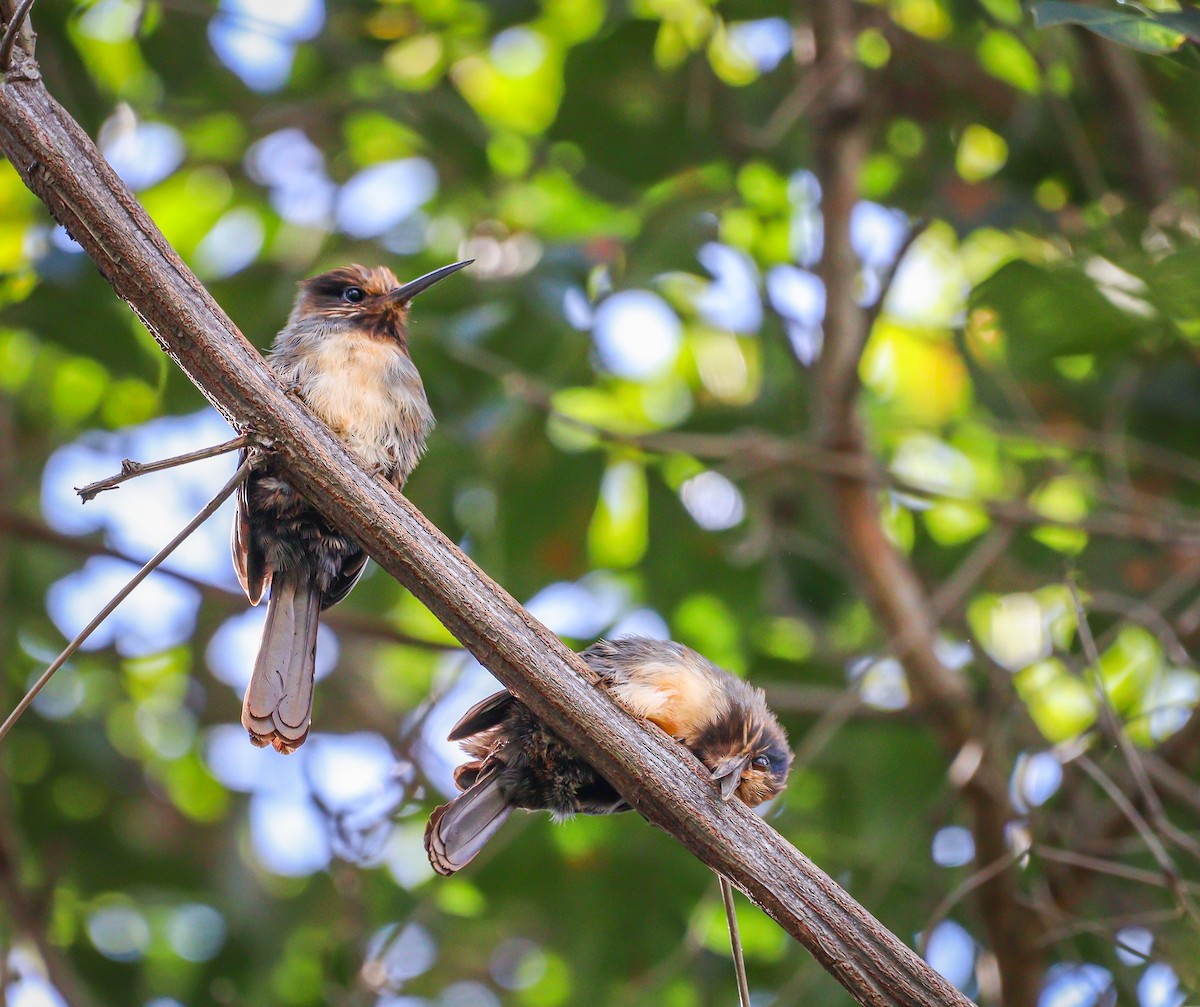 Three-toed Jacamar - ML618275238