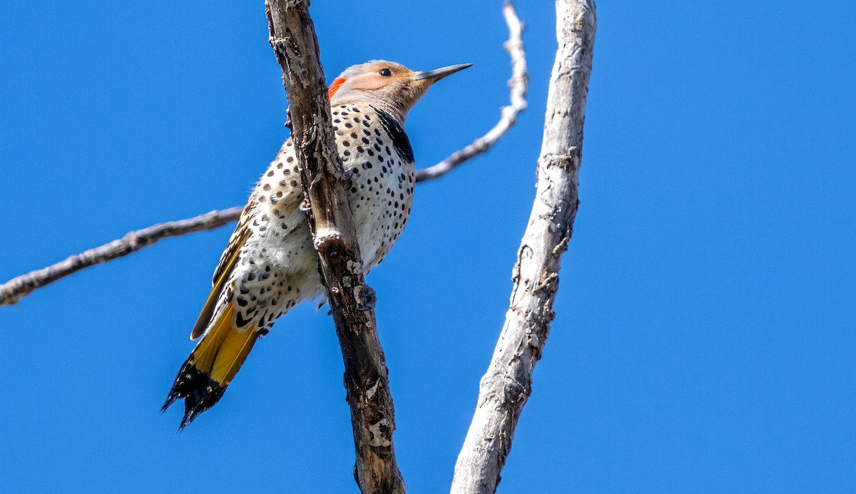 Northern Flicker - Jim Carroll