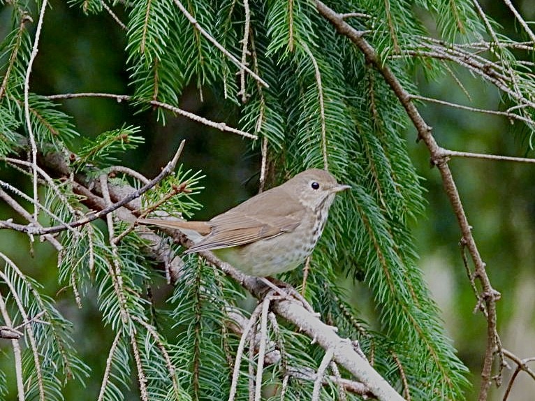 Hermit Thrush - Rosanne Petrich