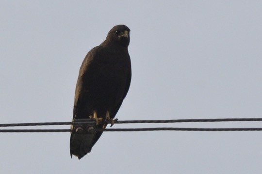 Buteo sp. - Sarel Snyman