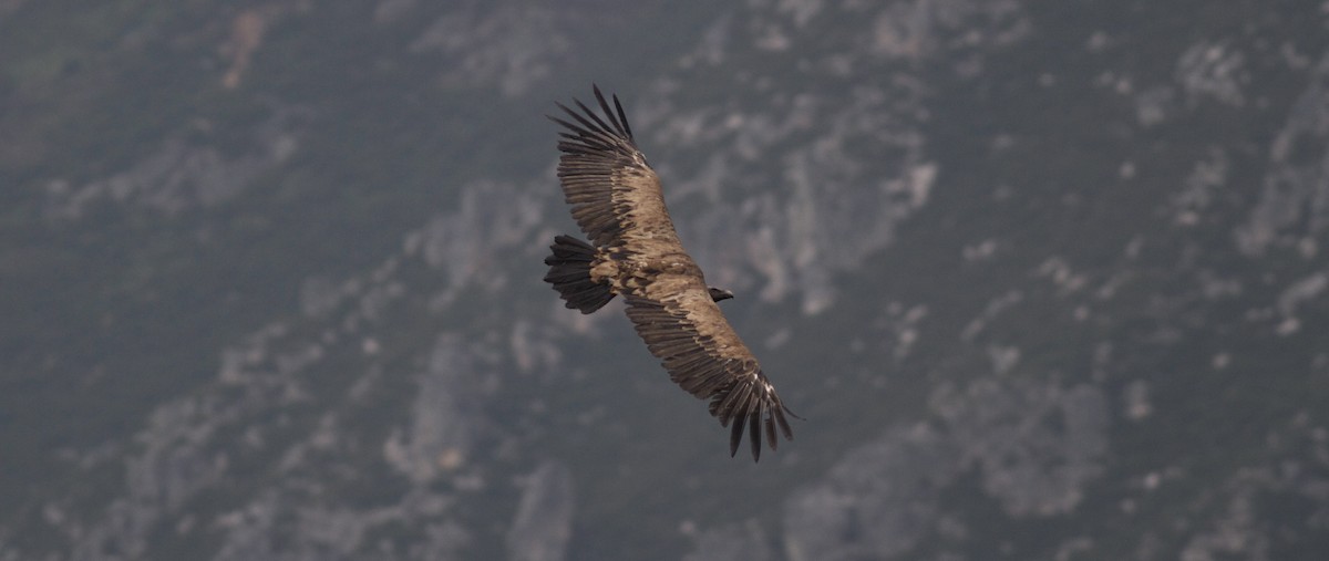 Eurasian Griffon - Anabel&Geoff Harries