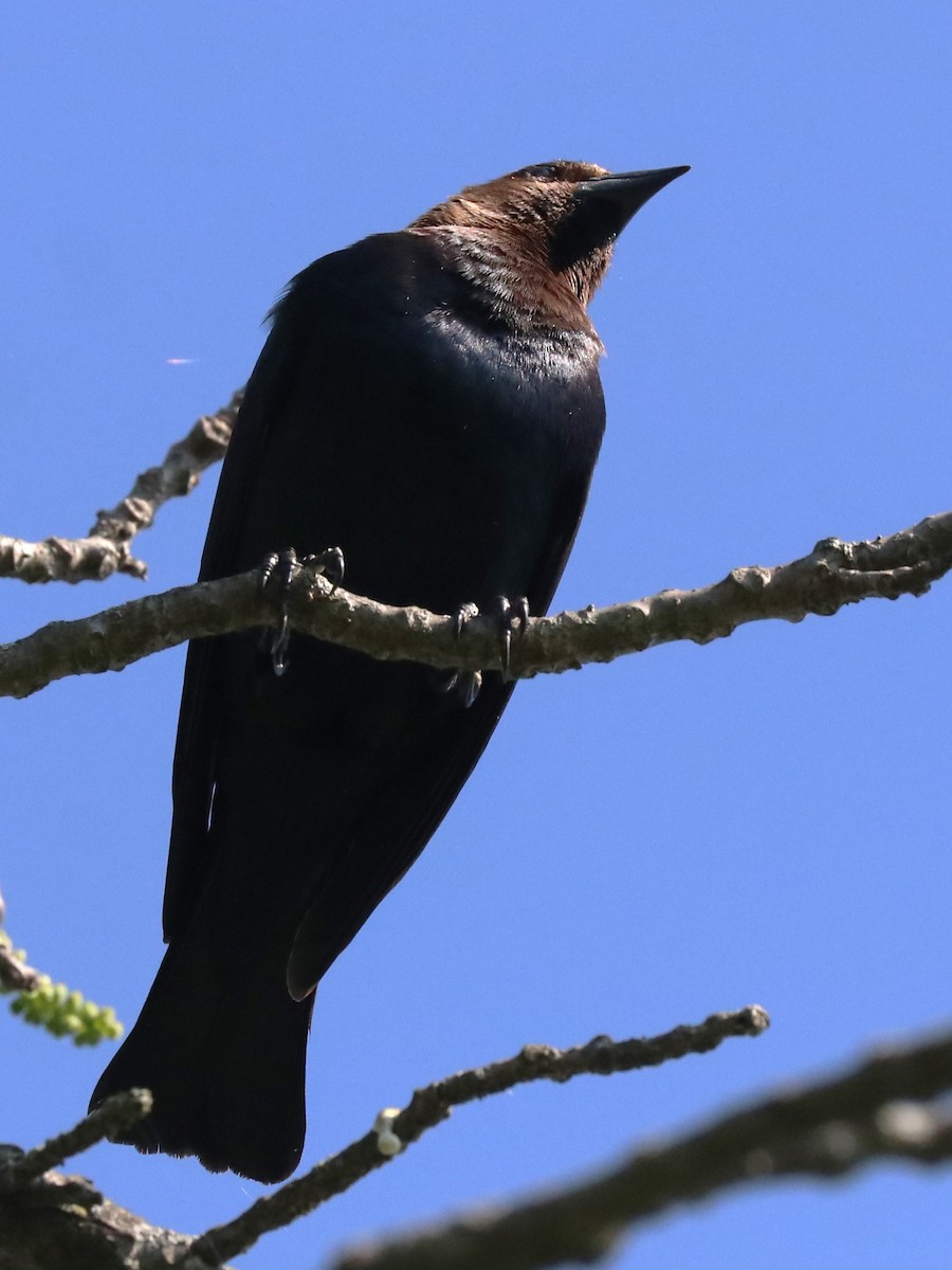 Brown-headed Cowbird - Karen Bonsell