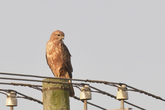 Common Buzzard - Sarel Snyman