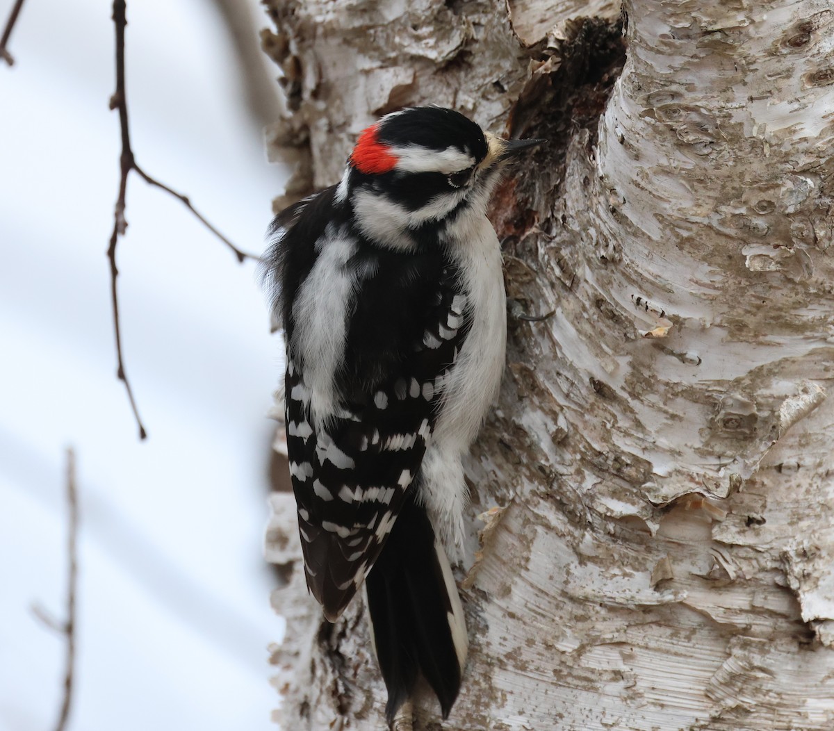 Downy Woodpecker - Ken McKenna