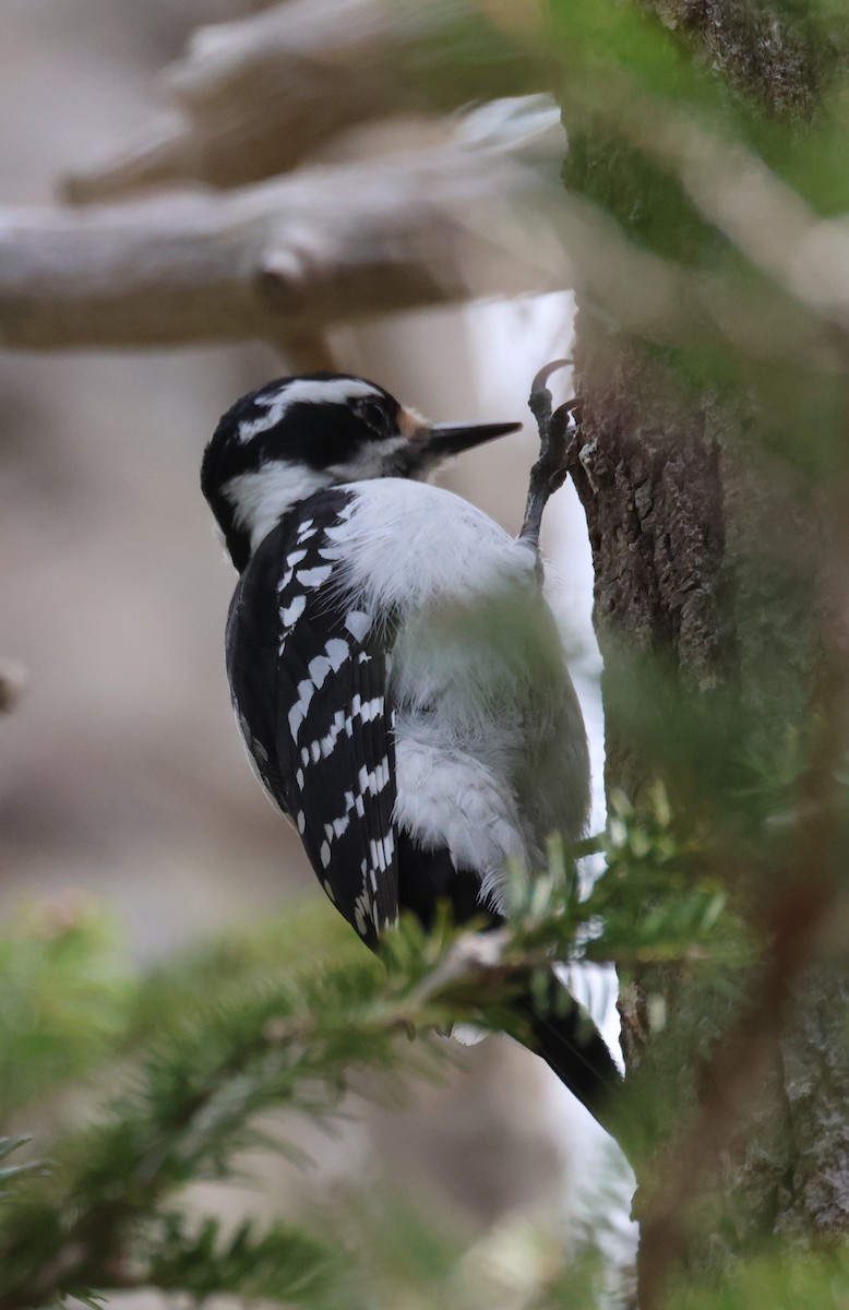 Hairy Woodpecker - ML618275342