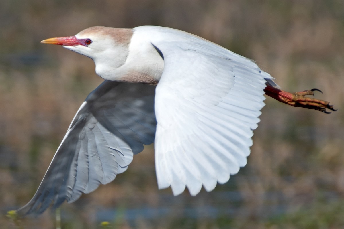 Western Cattle Egret - ML618275350