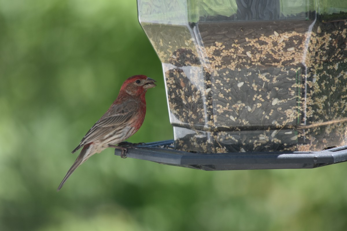 House Finch - Austin Powers