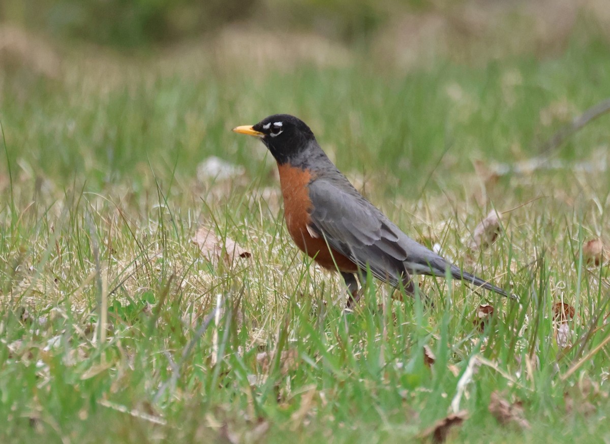 American Robin - ML618275371