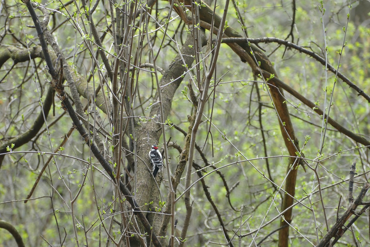 Downy Woodpecker - Jason Zhang