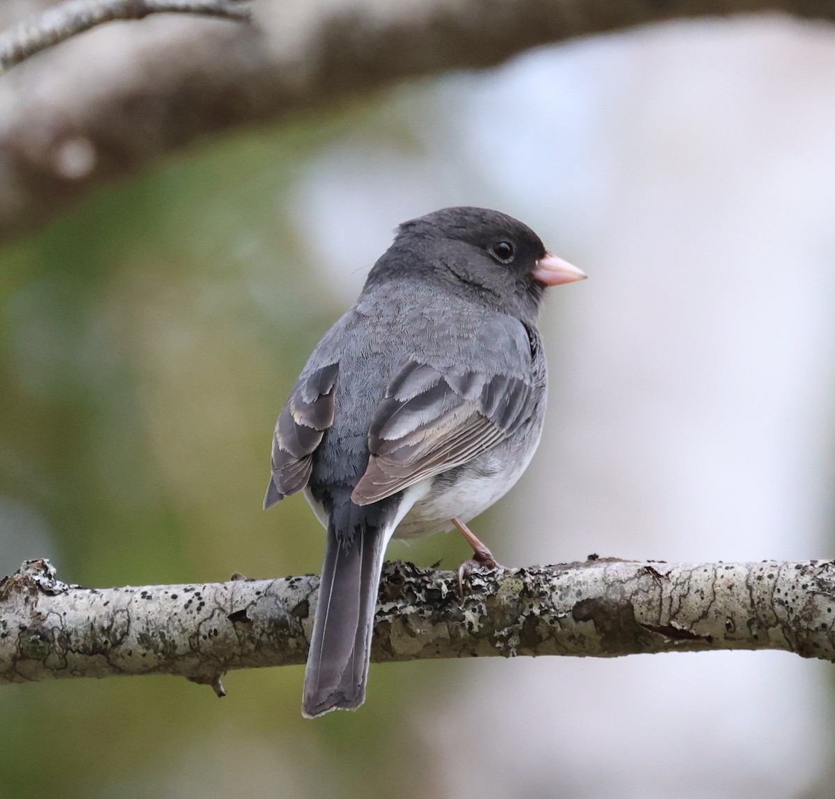 Dark-eyed Junco - ML618275388