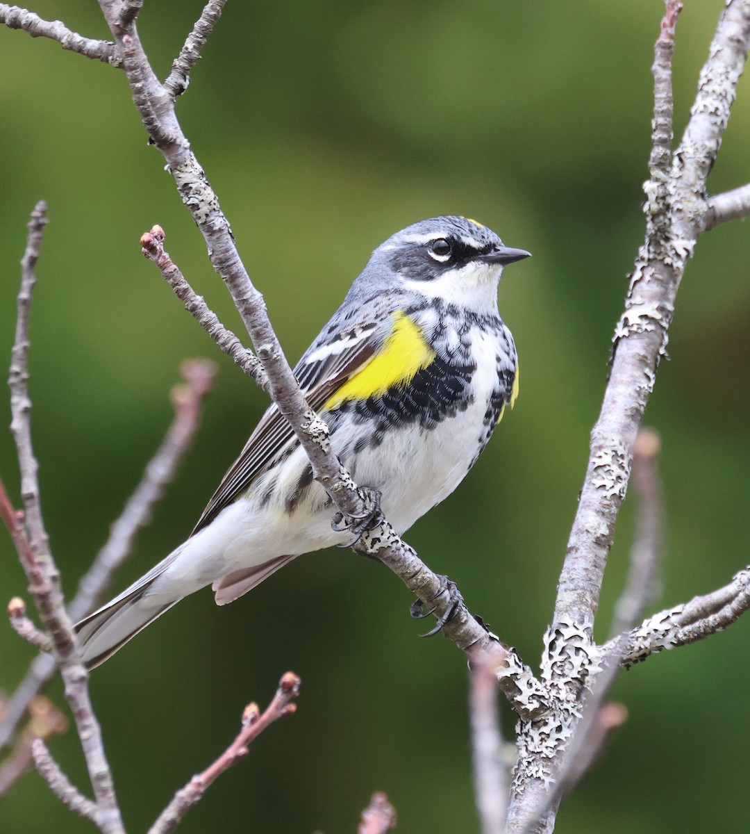 Yellow-rumped Warbler (Myrtle) - ML618275394