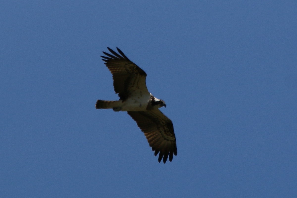 Balbuzard pêcheur - ML618275410